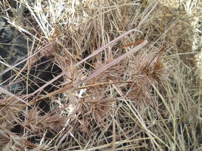 Themeda quadrivalvis, photographed by Augustin Soulard