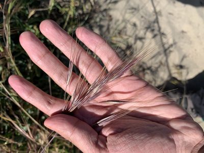 Bromus diandrus, photographed by Ashwin Srinivasan
