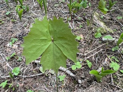 Achlys triphylla, photographed by James H. Thomas