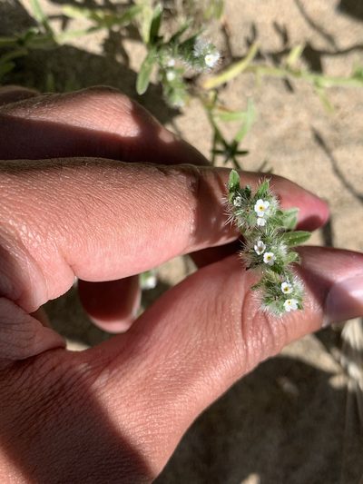 Cryptantha leiocarpa, photographed by Ashwin Srinivasan