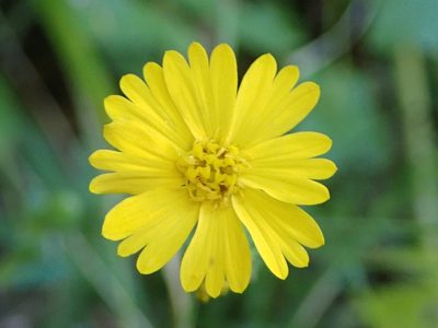 Anisocarpus madioides, photographed by P Holroyd