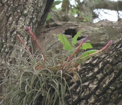 Tillandsia baileyi, photographed by Suanne Pyle