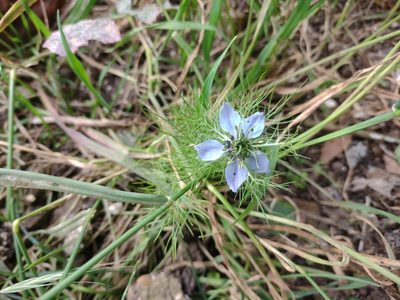 Nigella damascena, photographed by Chris Procter