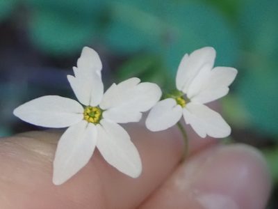 Lithophragma heterophyllum, photographed by P Holroyd