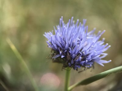 Jasione montana, photographed by Mr. Fizzy