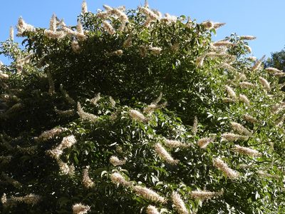 Aesculus californica, photographed by P Holroyd