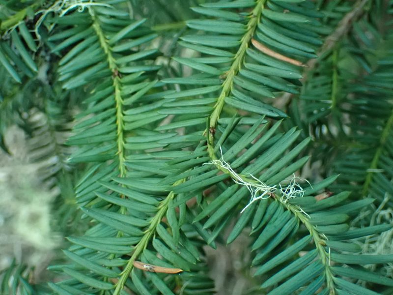 Taxus brevifolia, photographed by James H. Thomas