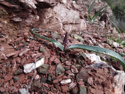 Muscari spreitzenhoferi, photographed by Grzegorz Grzejszczak