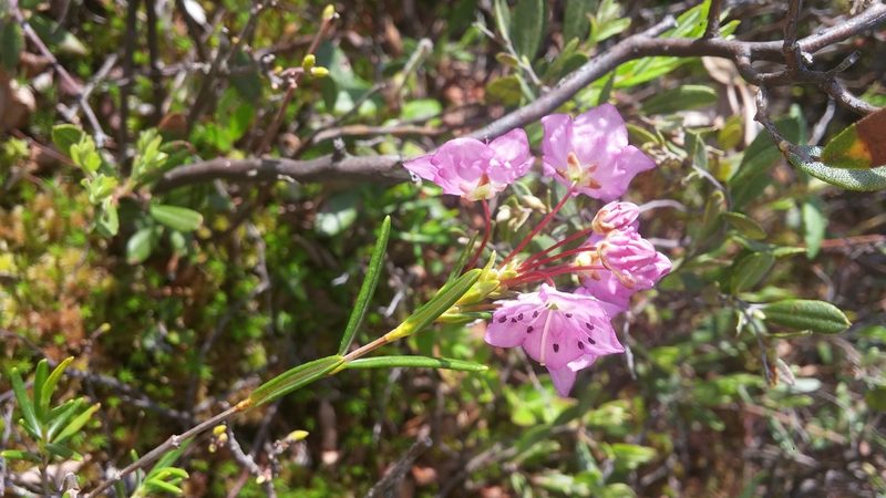 Kalmia polifolia, photographed by Loopy30