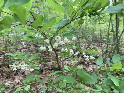 Vaccinium stamineum, photographed by Caleb Catto
