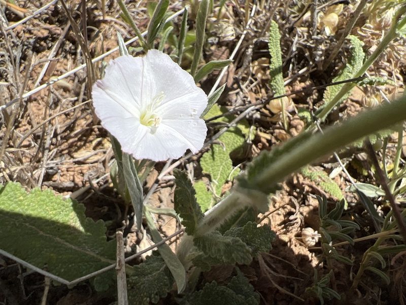 Convolvulus lineatus, photographed by dugald