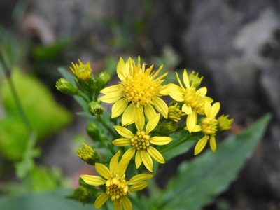 Solidago virgaurea, photographed by Yves Bas