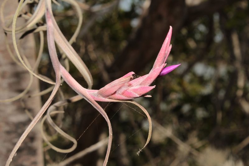 Tillandsia intermedia, photographed by Arturo Castro Castro