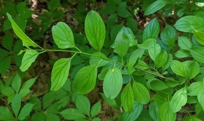Rhamnus cathartica, photographed by Alan Prather