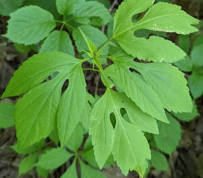 Ambrosia trifida, photographed by Alan Prather