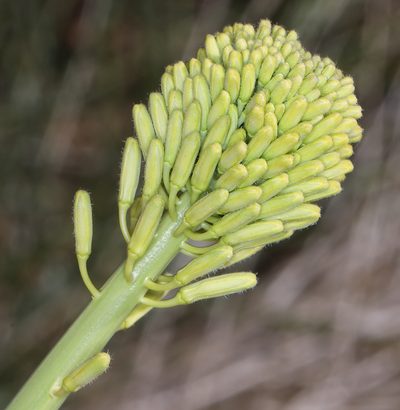 Stanleya elata, photographed by Steve Matson