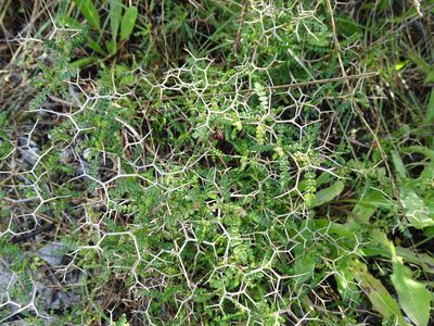 Sarcopoterium spinosum, photographed by Grzegorz Grzejszczak