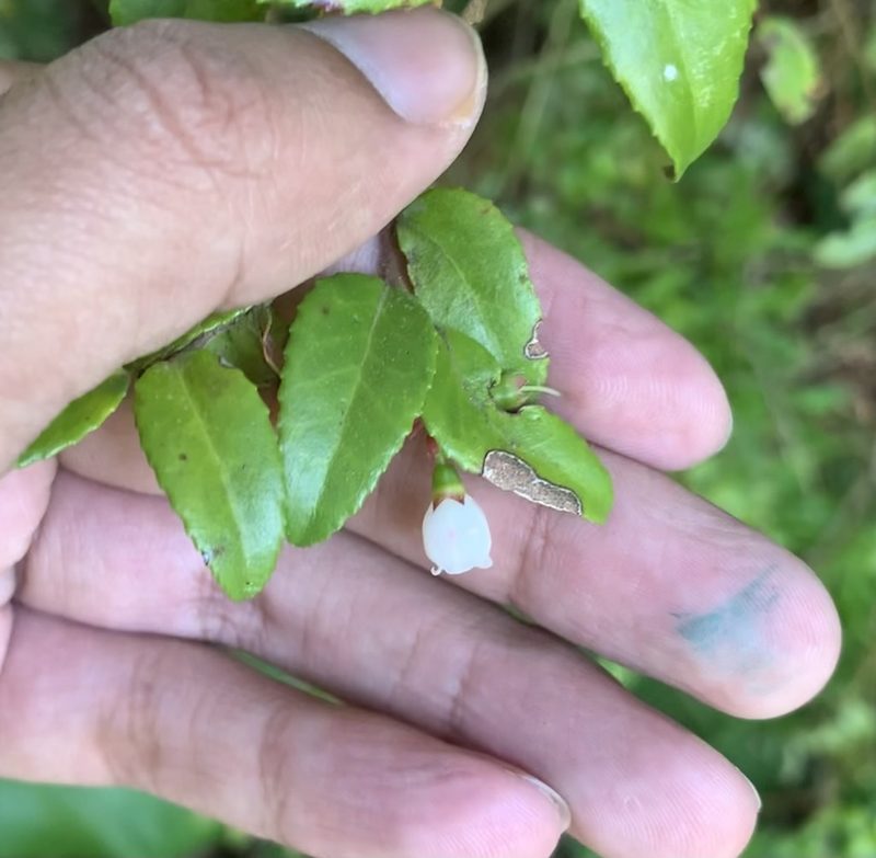 Vaccinium ovatum, photographed by Ashwin Srinivasan