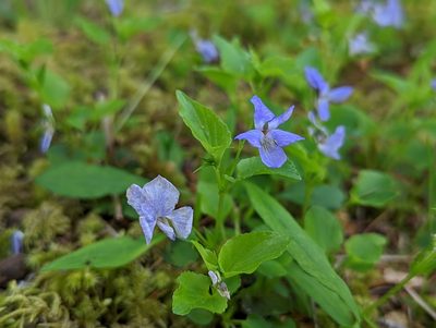 Viola labradorica, photographed by agbelliveau