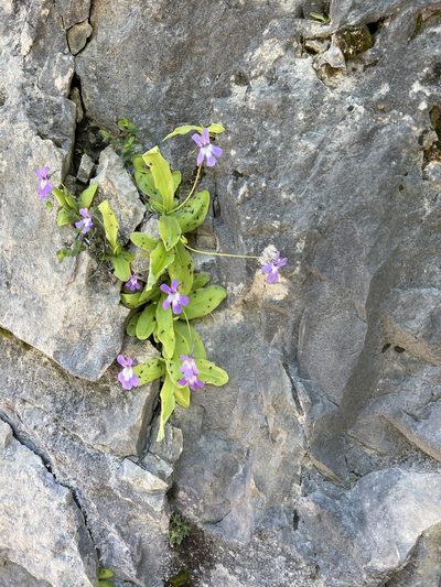 Pinguicula longifolia, photographed by dugald