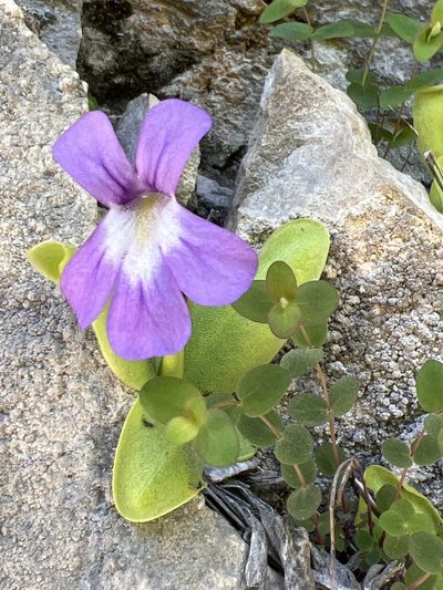 Pinguicula longifolia, photographed by dugald
