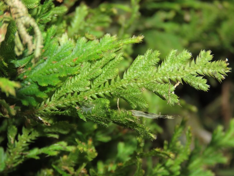 Selaginella moellendorffii, photographed by chiuluan