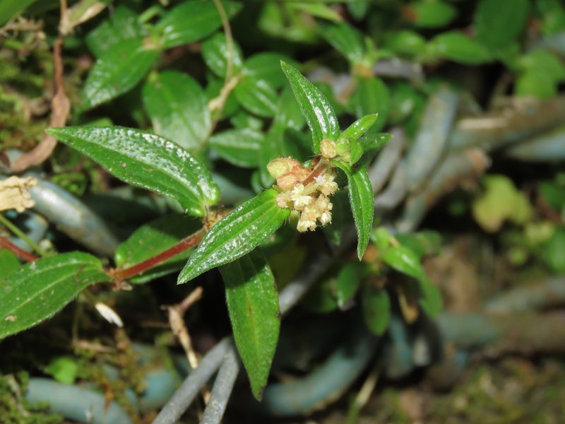 Gonostegia hirta, photographed by chiuluan