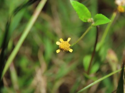 Acmella uliginosa