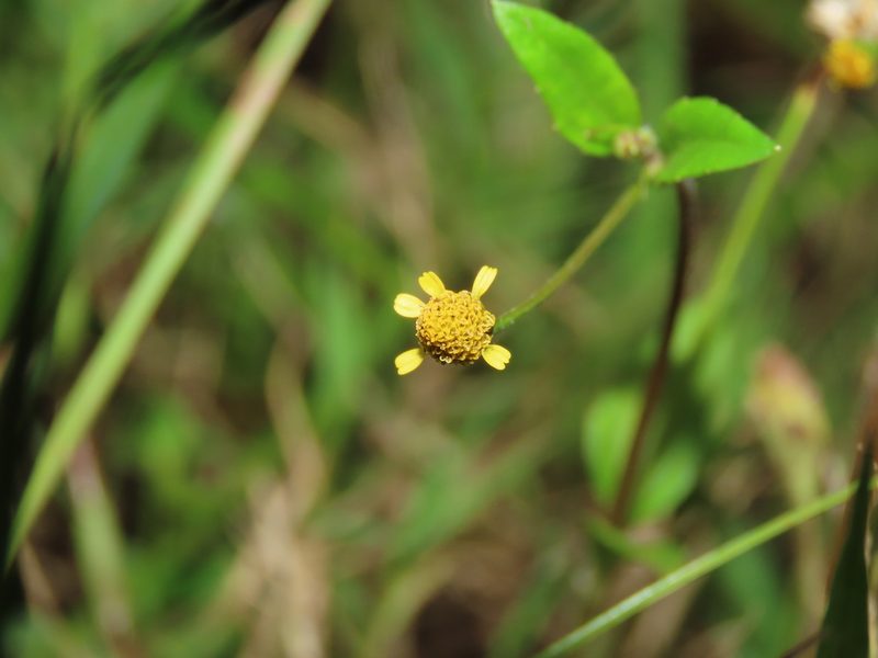Acmella uliginosa, photographed by chiuluan
