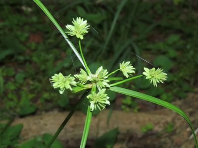 Cyperus eragrostis, photographed by chiuluan