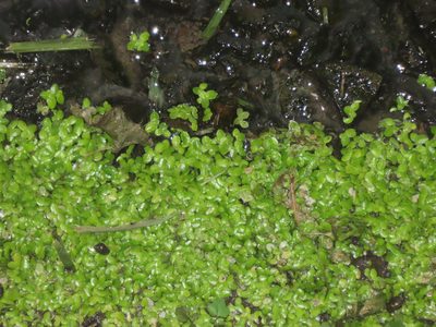 Lemna aequinoctialis