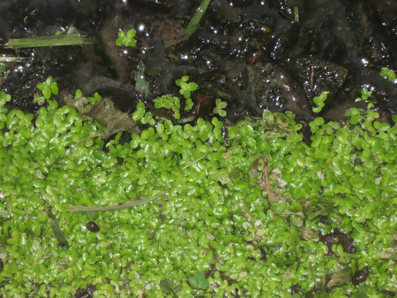 Lemna aequinoctialis, photographed by chiuluan