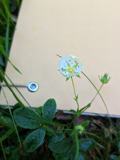 Potentilla montana, photographed by Denys Vynokurov