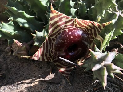 Huernia zebrina, photographed by rosshawkins