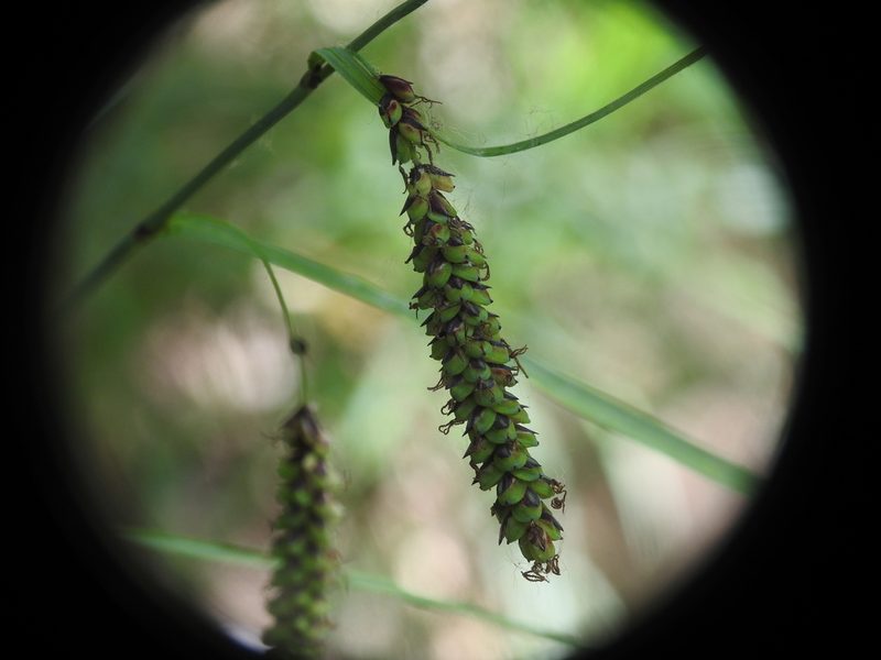 Carex flacca, photographed by Yves Bas