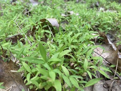 Microstegium vimineum, photographed by Chris Merck
