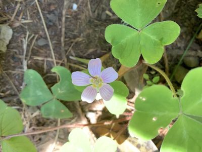 Oxalis smalliana, photographed by Ashwin Srinivasan