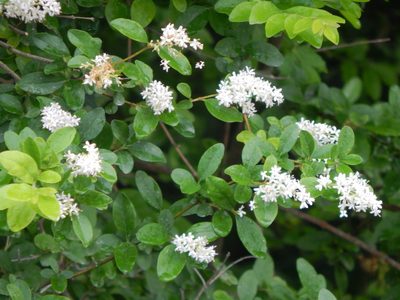 Ligustrum sinense, photographed by kayler09