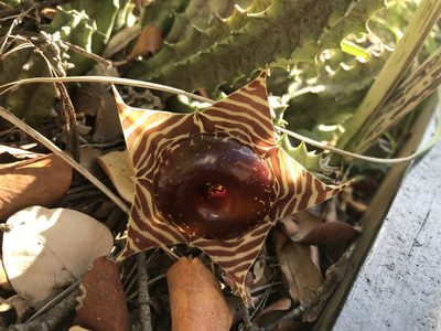 Huernia zebrina, photographed by rosshawkins