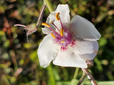 Verbascum blattaria, photographed by Mary K. Hanson