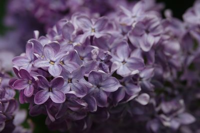 Syringa vulgaris, photographed by Jais Knudsen