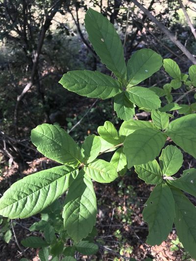 Vitex ferruginea, photographed by rosshawkins