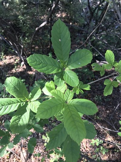 Vitex ferruginea, photographed by rosshawkins