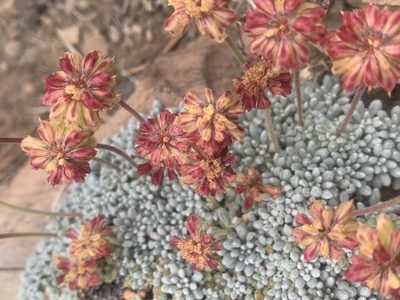 Eriogonum caespitosum, photographed by Ben Hayden