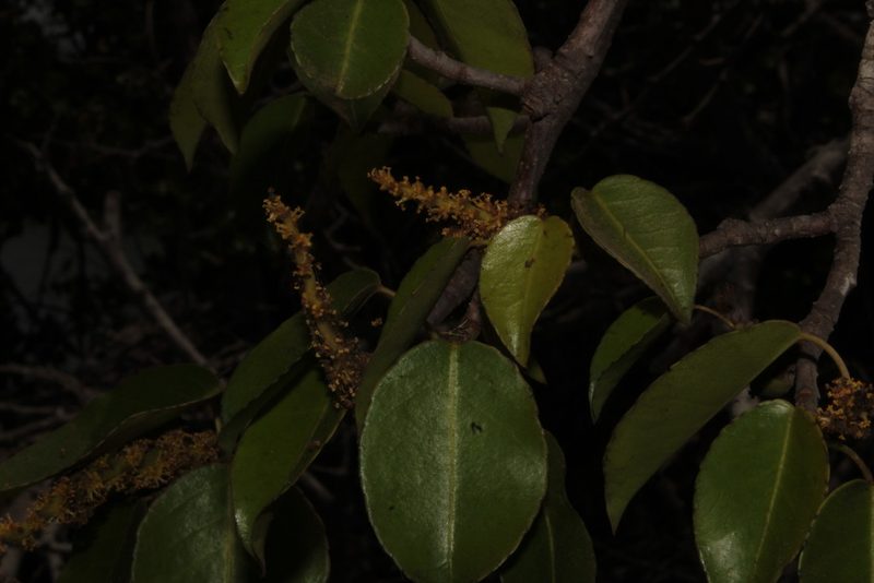 Hippomane mancinella, photographed by Arturo Castro Castro