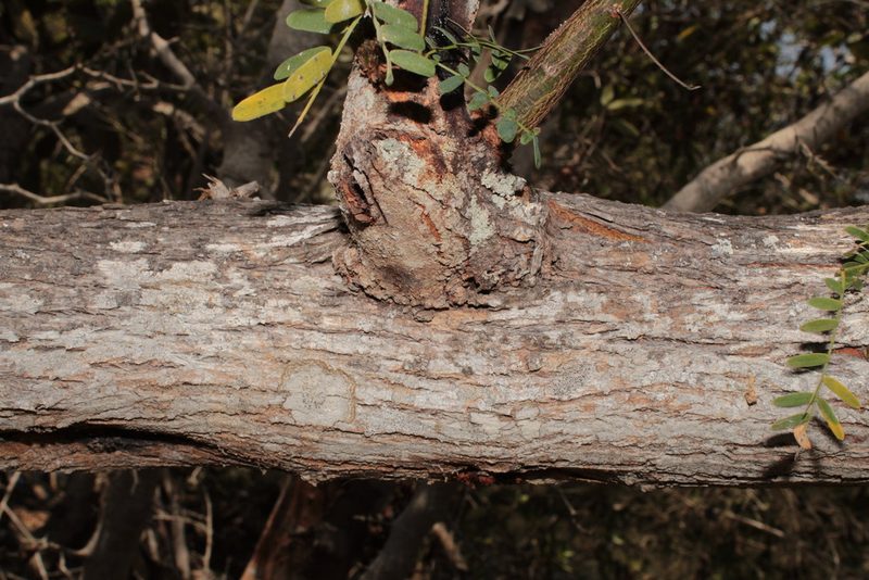 Neltuma juliflora, photographed by Arturo Castro Castro