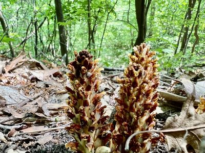 Conopholis americana, photographed by Rick Farwell