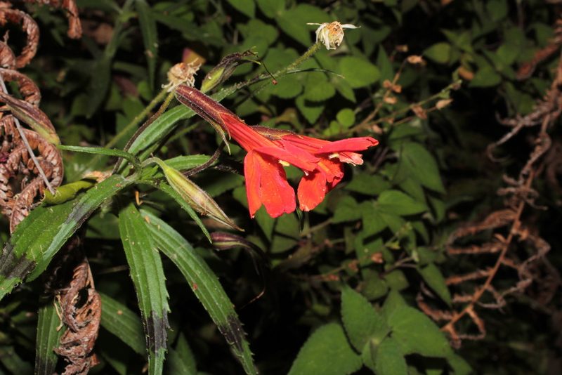 Erythranthe flammea, photographed by Arturo Castro Castro