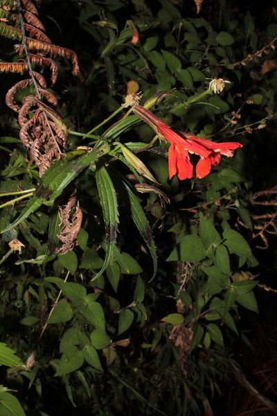 Erythranthe flammea, photographed by Arturo Castro Castro