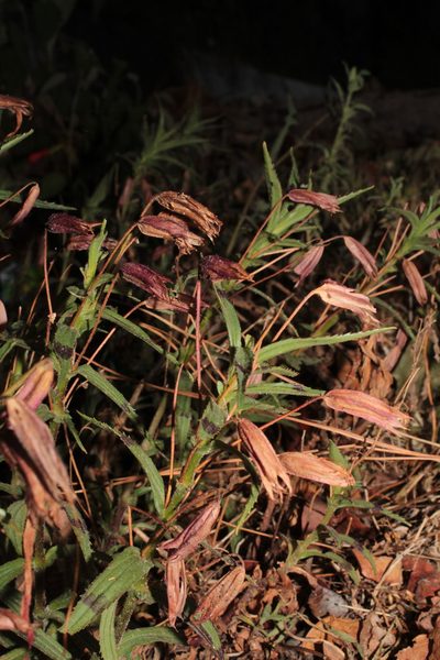 Erythranthe flammea, photographed by Arturo Castro Castro